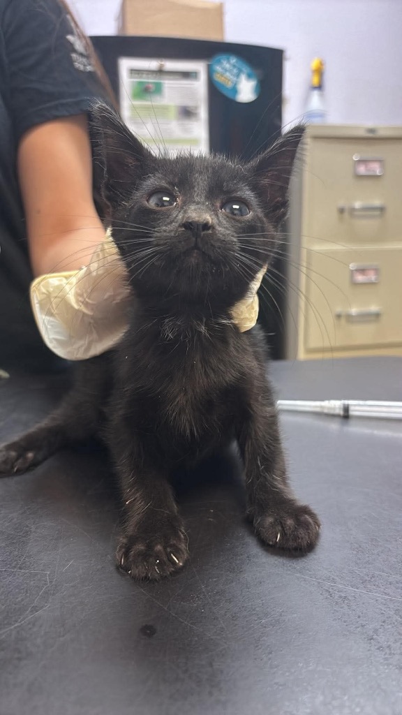 Shelter Stray Male Cat last seen Bexar County, 3353 Morningside Dr, New Braunfels, TX 78132, USA
