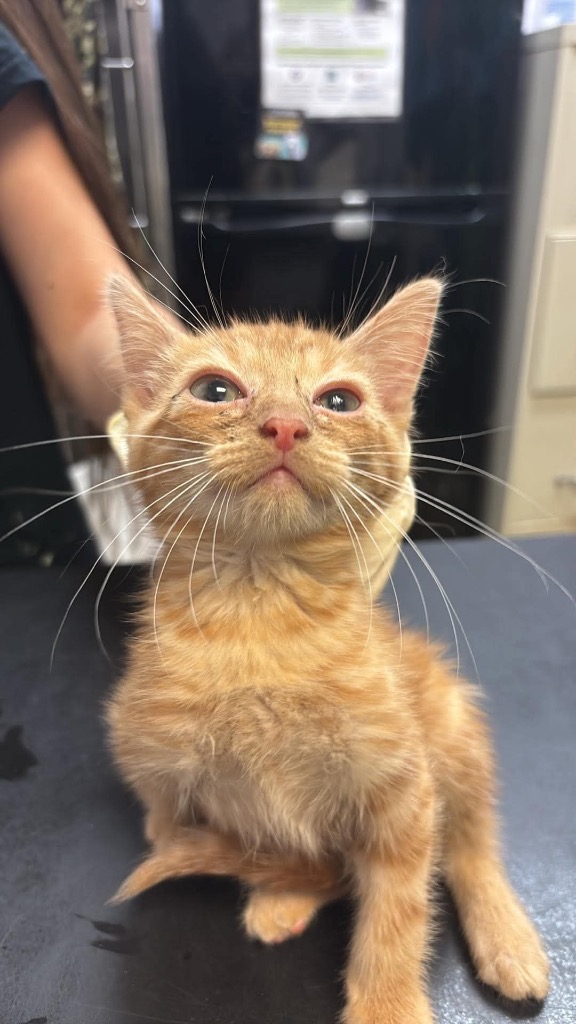 Shelter Stray Male Cat last seen Bexar County, 3353 Morningside Dr, New Braunfels, TX 78132, USA