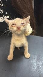 Shelter Stray Male Cat last seen Bexar County, 3353 Morningside Dr, New Braunfels, TX 78132, USA