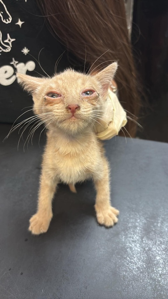 Shelter Stray Male Cat last seen Bexar County, 3353 Morningside Dr, New Braunfels, TX 78132, USA
