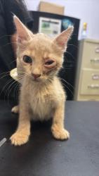 Shelter Stray Male Cat last seen Bexar County, 3353 Morningside Dr, New Braunfels, TX 78132, USA