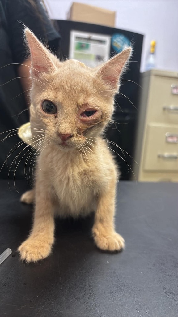 Shelter Stray Male Cat last seen Bexar County, 3353 Morningside Dr, New Braunfels, TX 78132, USA