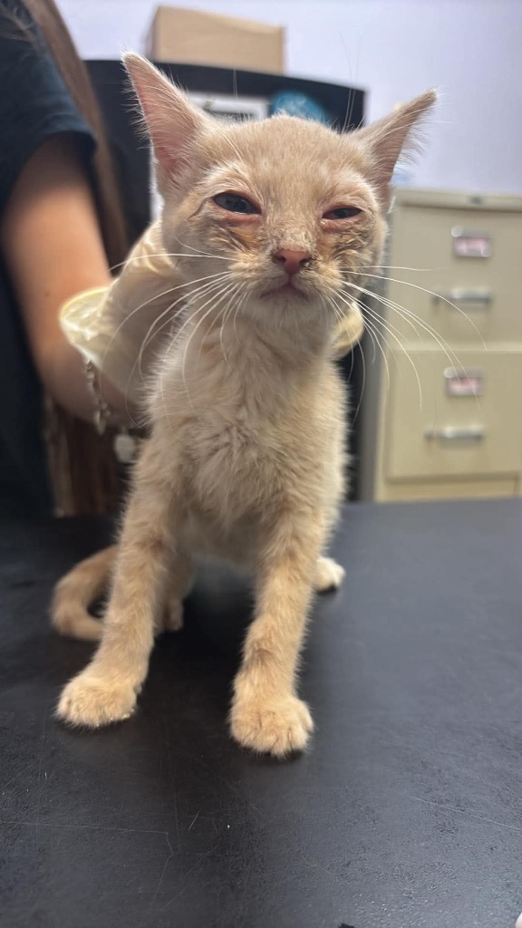 Shelter Stray Female Cat last seen Bexar County, 3353 Morningside Dr, New Braunfels, TX 78132, USA