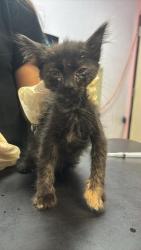 Shelter Stray Female Cat last seen Bexar County, 3353 Morningside Dr, New Braunfels, TX 78132, USA