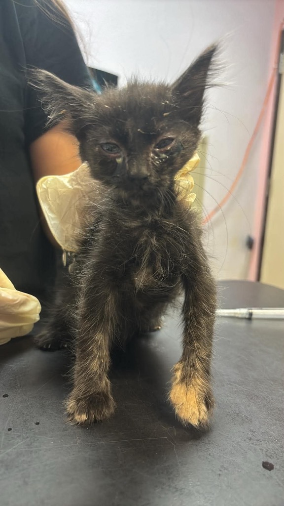 Shelter Stray Female Cat last seen Bexar County, 3353 Morningside Dr, New Braunfels, TX 78132, USA