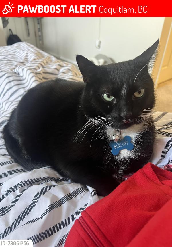 Lost Male Cat last seen Coquitlam , Coquitlam, BC 