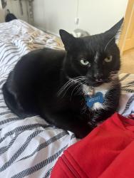 Lost Male Cat last seen Coquitlam , Coquitlam, BC 