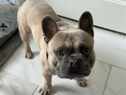 Lost Male Dog last seen Kickapoo & 1070 ( Hazel Dell ), Shawnee, OK 74804