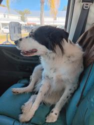 Lost Male Dog last seen Sadly road, Allen County, IN 46704