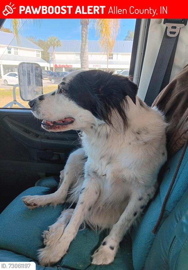 Lost Male Dog last seen Sadly road, Allen County, IN 46704