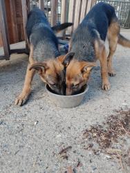 Found/Stray Female Dog last seen Lemon and lost rd, Wildomar, CA 92595