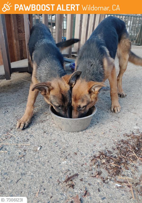 Found/Stray Female Dog last seen Lemon and lost rd, Wildomar, CA 92595