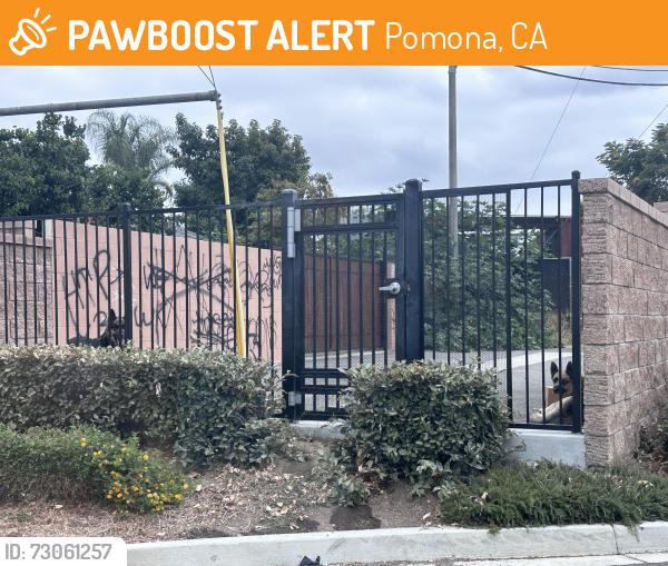 Found/Stray Unknown Dog last seen Stratus dr Pomona , Pomona, CA 91768