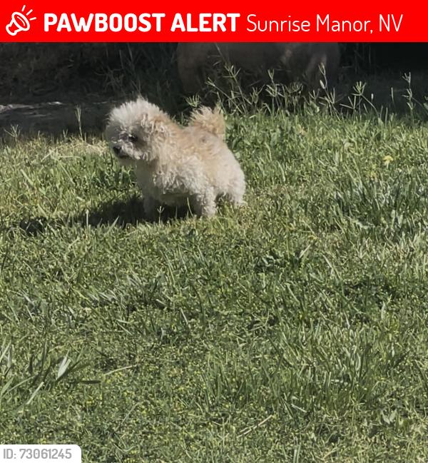 Lost Male Dog last seen Pecos, carey , Bartle Ave, Langmore and Judson, Sunrise Manor, NV 89115