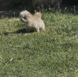 Lost Male Dog last seen Pecos, carey , Bartle Ave, Langmore and Judson, Sunrise Manor, NV 89115