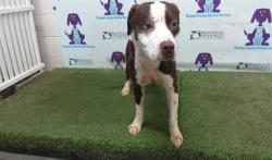 Shelter Stray Male Dog last seen , 2769 Conroy Rd, Orlando, FL 32839, USA