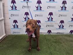 Shelter Stray Male Dog last seen , 2769 Conroy Rd, Orlando, FL 32839, USA