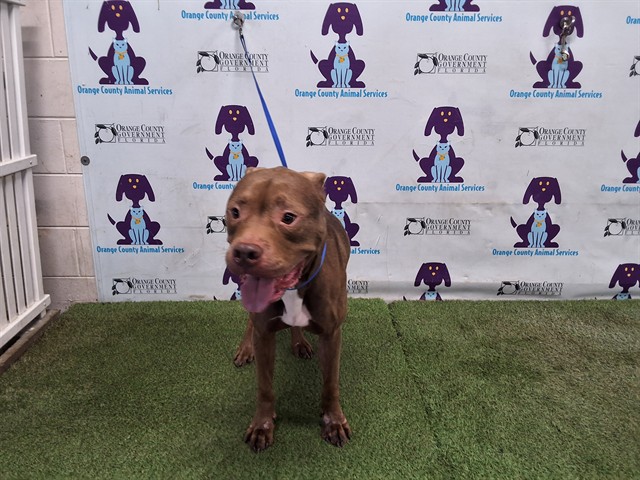 Shelter Stray Male Dog last seen , 2769 Conroy Rd, Orlando, FL 32839, USA