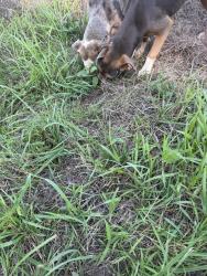 Found/Stray Unknown Dog last seen Ithica Gin Rd, Carrollton, GA 30116