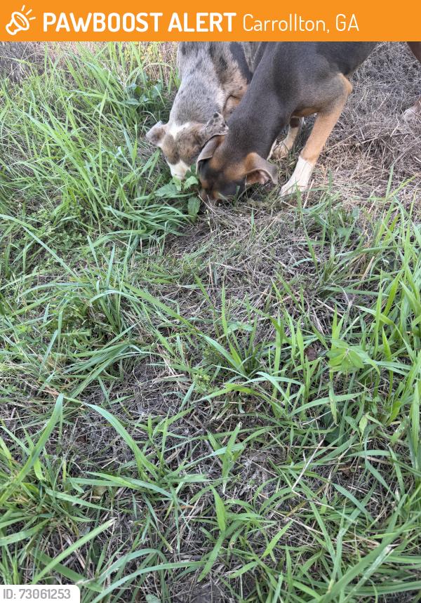 Found/Stray Unknown Dog last seen Ithica Gin Rd, Carrollton, GA 30116