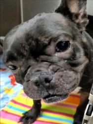 Shelter Stray Female Dog last seen , 1850 W 60th St, Los Angeles, CA 90047, USA