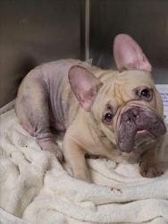 Shelter Stray Male Dog last seen , 1850 W 60th St, Los Angeles, CA 90047, USA