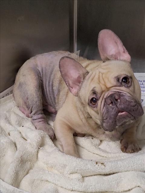 Shelter Stray Male Dog last seen , 1850 W 60th St, Los Angeles, CA 90047, USA