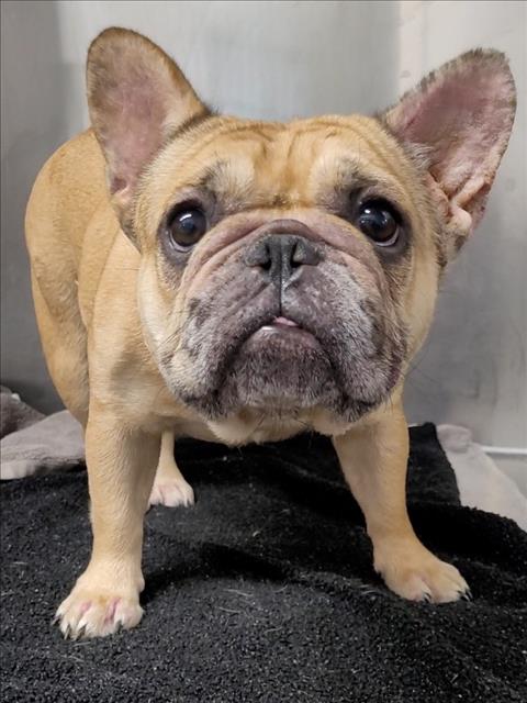 Shelter Stray Female Dog last seen , 1850 W 60th St, Los Angeles, CA 90047, USA