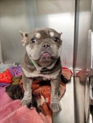Shelter Stray Female Dog last seen , 1850 W 60th St, Los Angeles, CA 90047, USA