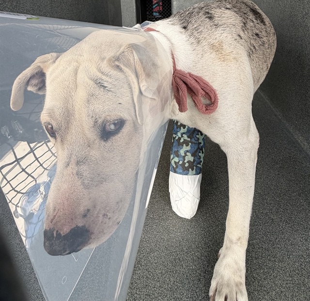 Shelter Stray Male Dog last seen , 216 W Victoria St, Gardena, CA 90248, USA