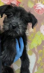 Shelter Stray Male Dog last seen Near BLOCK S K ST, 333 Chandler Pl, San Bernardino, CA 92408, USA