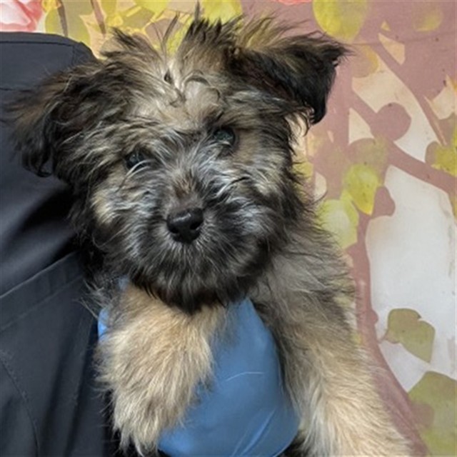 Shelter Stray Male Dog last seen Near BLOCK S K ST, 333 Chandler Pl, San Bernardino, CA 92408, USA