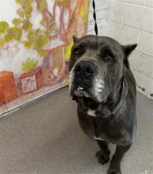 Shelter Stray Male Dog last seen GALA AND CRANBERRY, 333 Chandler Pl, San Bernardino, CA 92408, USA