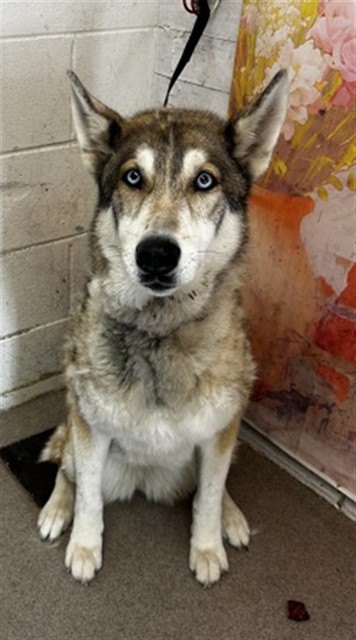 Shelter Stray Female Dog last seen DUNCAN CANYON AND CITRU, 333 Chandler Pl, San Bernardino, CA 92408, USA