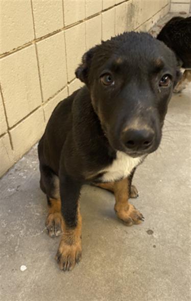 Shelter Stray Female Dog last seen Near BLOCK CAMPUS DR, ARVIN CA 93203, 3951 Fruitvale Ave, Bakersfield, CA 93308, USA