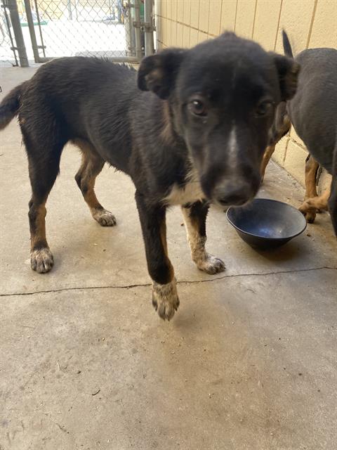 Shelter Stray Female Dog last seen Near BLOCK CAMPUS DR, ARVIN CA 93203, 3951 Fruitvale Ave, Bakersfield, CA 93308, USA