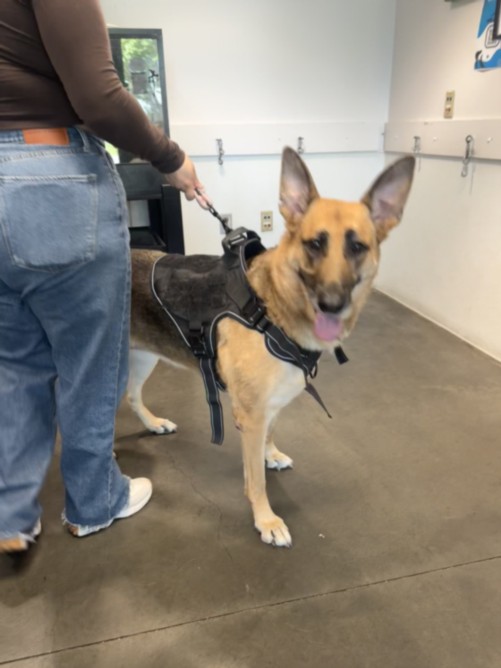 Shelter Stray Female Dog last seen , West Valley Animal Shelter, 20655 Plummer St, Chatsworth, CA 91311, USA