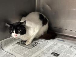Shelter Stray Male Cat last seen , West Valley Animal Shelter, 20655 Plummer St, Chatsworth, CA 91311, USA