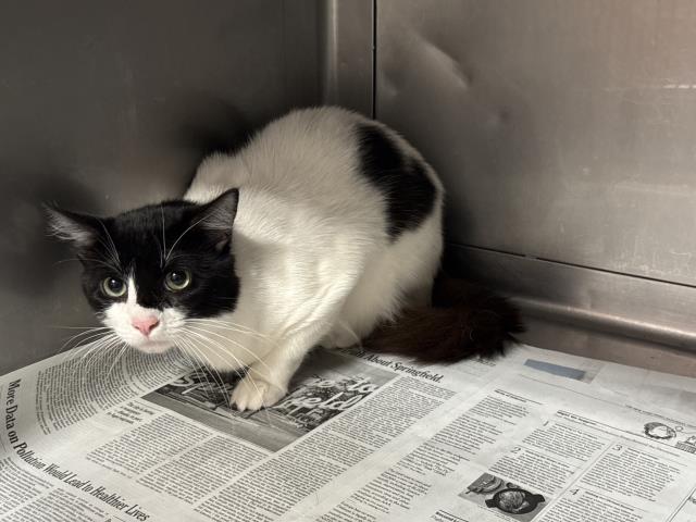 Shelter Stray Male Cat last seen , West Valley Animal Shelter, 20655 Plummer St, Chatsworth, CA 91311, USA