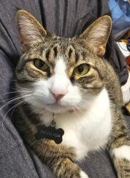 Lost Male Cat last seen Near E Grand Ave, Aurora, CO 80015, Aurora, CO 80015