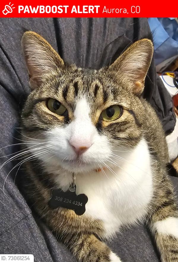 Lost Male Cat last seen Near E Grand Ave, Aurora, CO 80015, Aurora, CO 80015