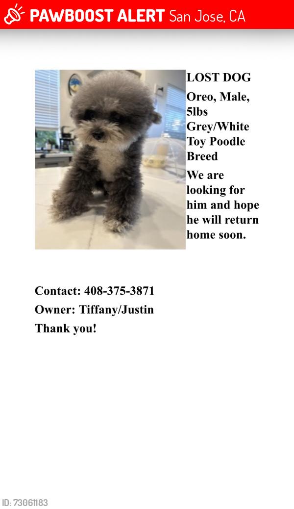 Lost Male Dog last seen Chagall street, San Jose, ca 95138, San Jose, CA 95138