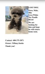 Lost Male Dog last seen Chagall street, San Jose, ca 95138, San Jose, CA 95138