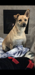 Lost Female Dog last seen Rv park, Peculiar, MO 64078