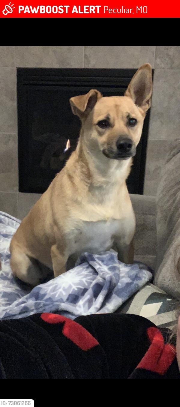Lost Female Dog last seen Rv park, Peculiar, MO 64078