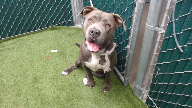 Shelter Stray Female Dog last seen , 11258 Garfield Ave, Downey, CA 90242, USA