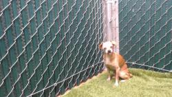 Shelter Stray Female Dog last seen , 11258 Garfield Ave, Downey, CA 90242, USA