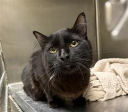 Shelter Stray Male Cat last seen Near BLOCK W BAYAUD AVE, DENVER CO 80223, 1241 W Bayaud Ave, Denver, CO 80223, USA