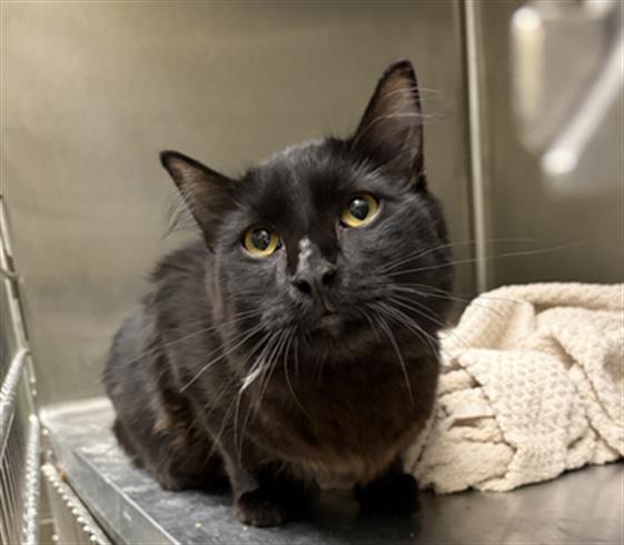 Shelter Stray Male Cat last seen Near BLOCK W BAYAUD AVE, DENVER CO 80223, 1241 W Bayaud Ave, Denver, CO 80223, USA