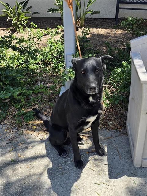 Shelter Stray Male Dog last seen , 957 N Gaffey St, San Pedro, CA 90731, USA